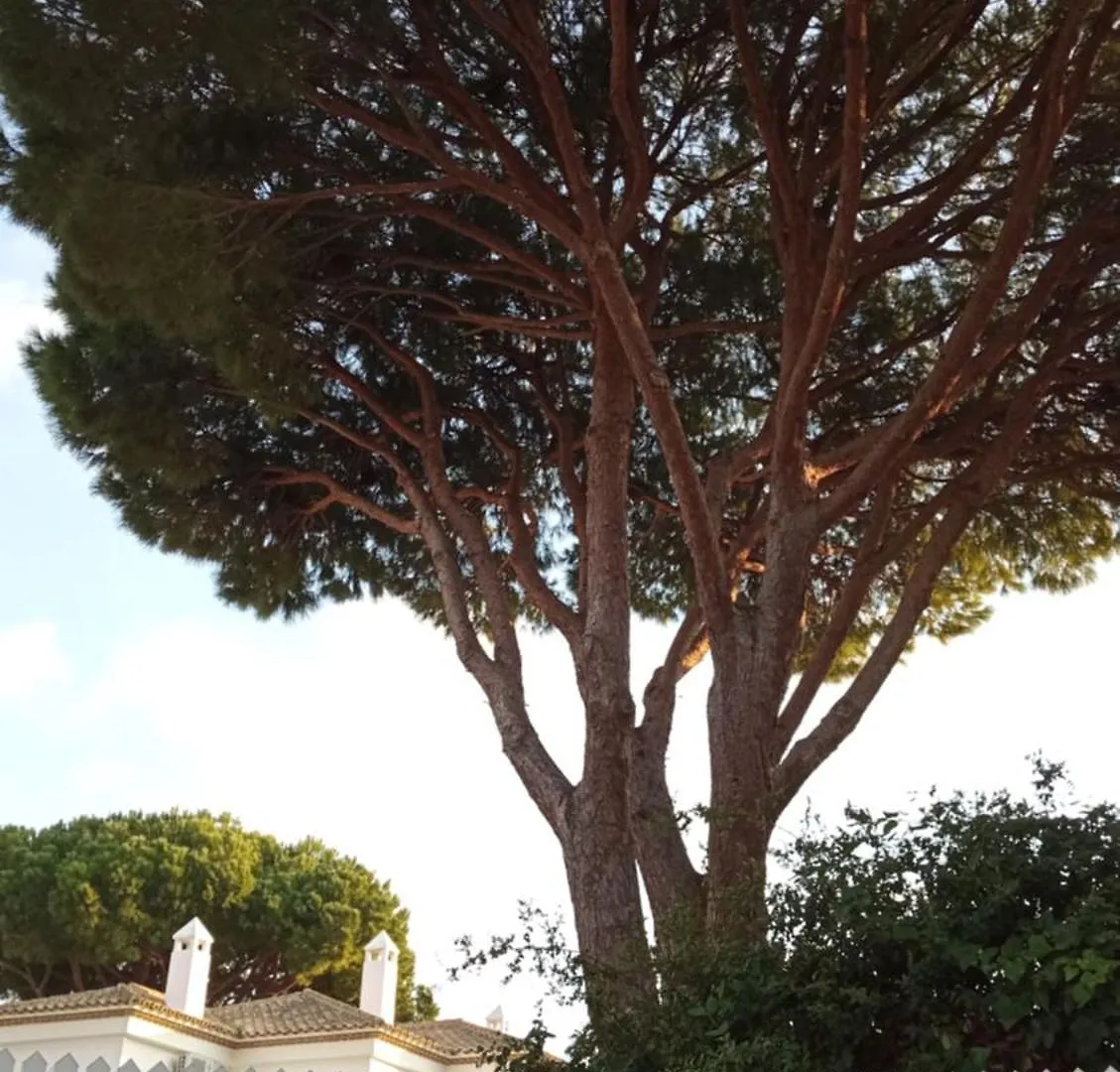 Apartamento La Barrosa - Chiclana - Urb. Pinar Atlantico Chiclana de la Frontera Apartment